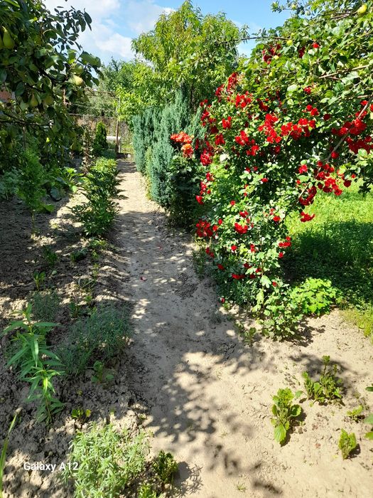 Fructe de gradina