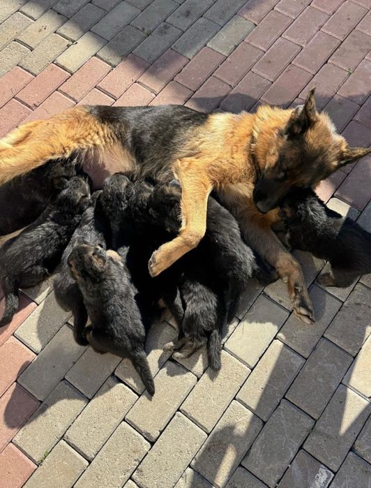 Продам щенки овчарка