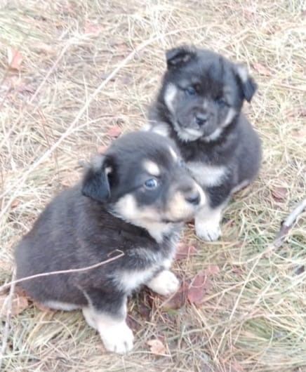 Щенки 2 месяца в добрые руки!