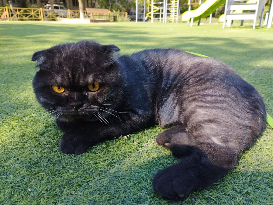 Британский веслоухий котик