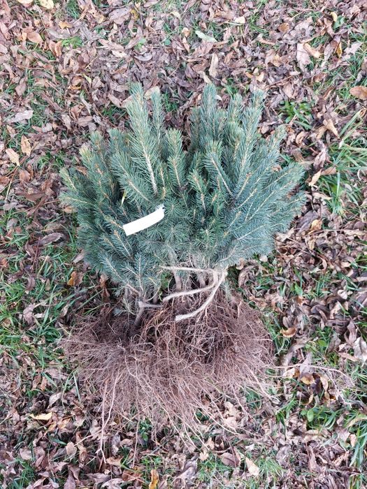 Puieti molid argintiu 4 ani-Picea Pungens Glauca Kibab