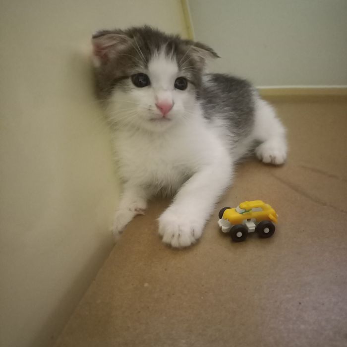 Вислоухие котята 1,5 месяц мальчик девочка