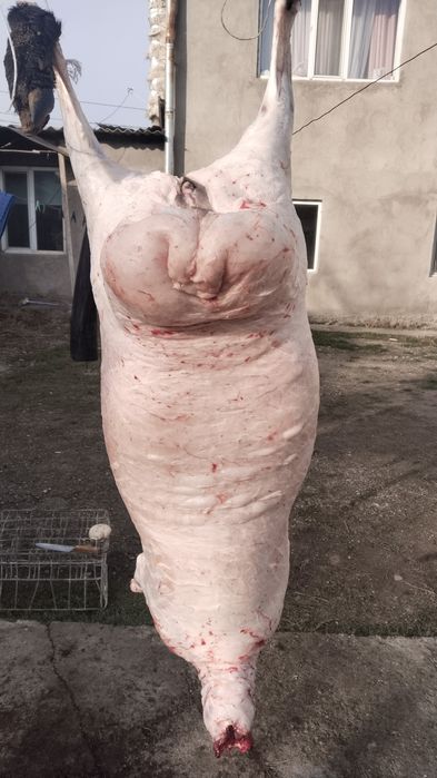 Откормленный бараны овцы