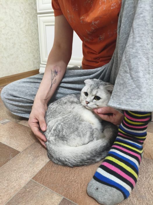 Вислоухая шиншилла