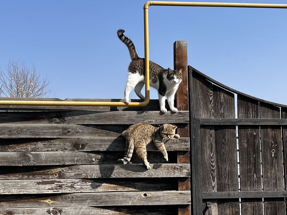Продам котят полубританцы