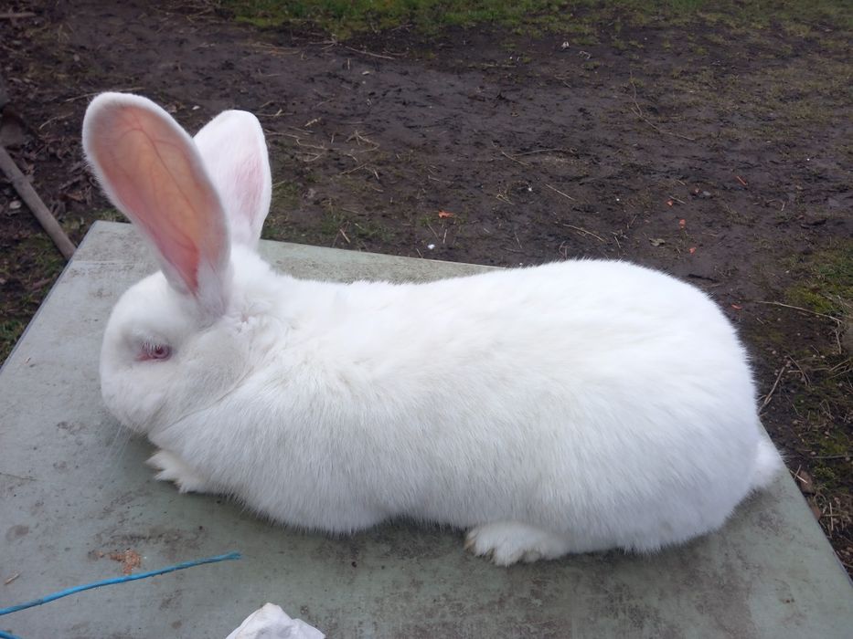 Vând iepuroaica urias german