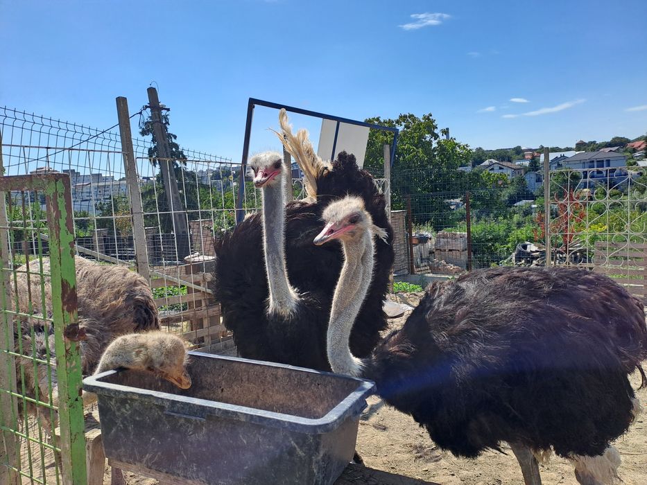 Vand 3 struți - 2 masculi și o femelă ouătoare