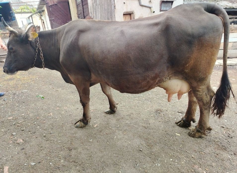 Vacă de vânzare.