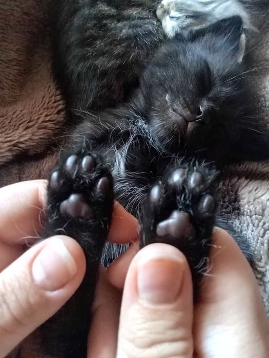 Ищем новый домик, котятам