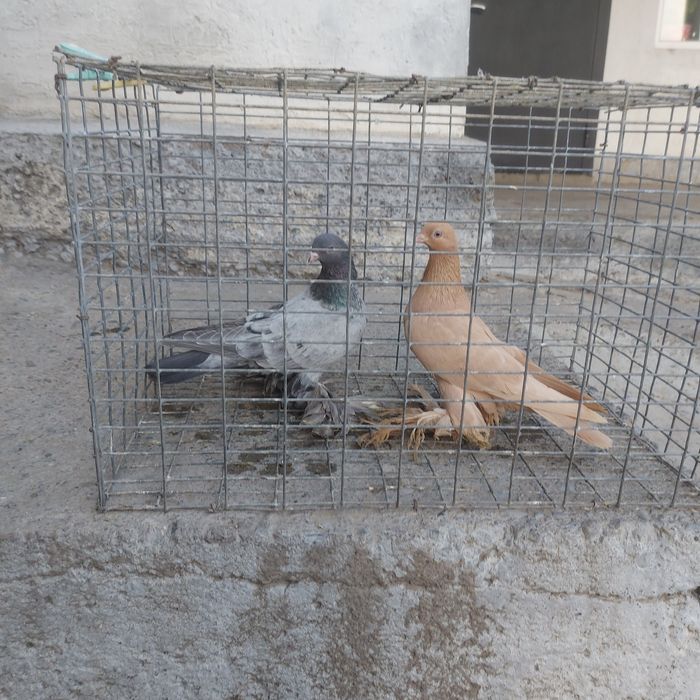 Челкар голубка лохманоги