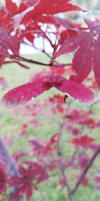 Seminte Artar Japonez Rosu/Verde (Acer Palmatum) 2025