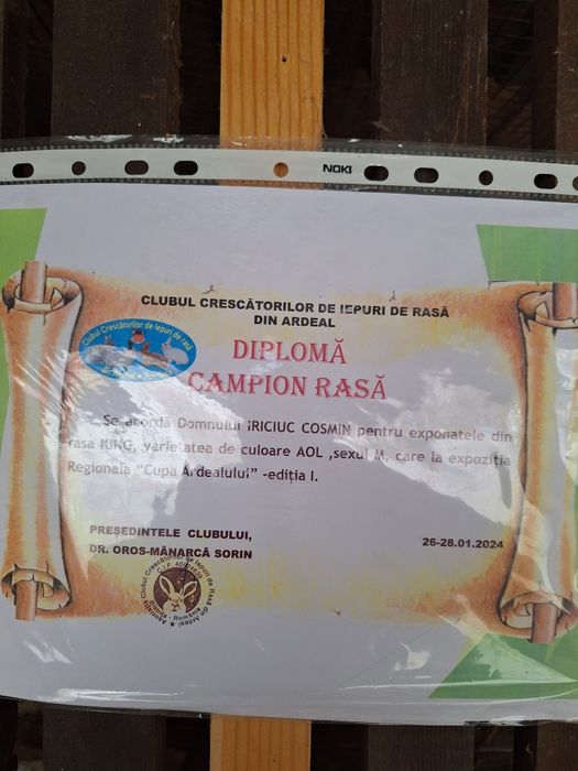 Porumbei rasa King si Sport.