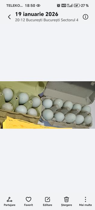 Oua Verzi/Albastre de la găini Araucana și ouă se Strumki, moțate mari