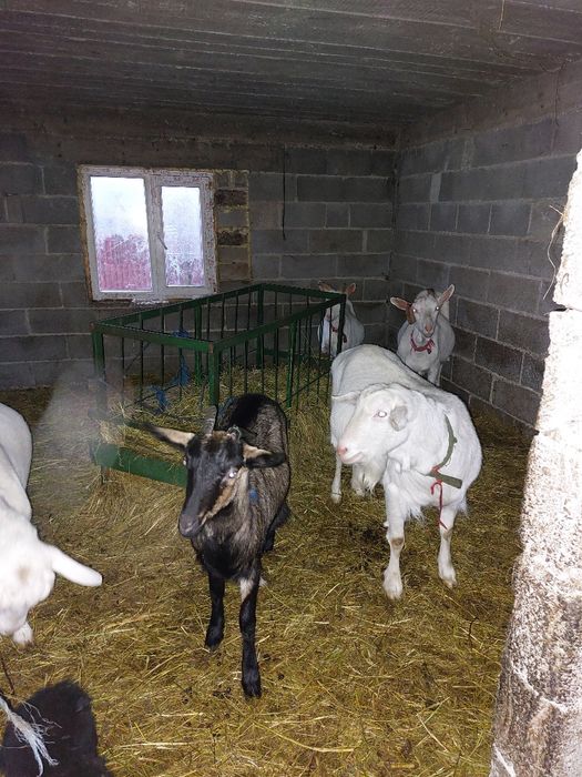 Vand capra sannen si tap