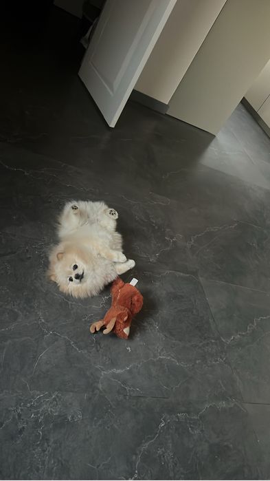 Случка померанский шпиц