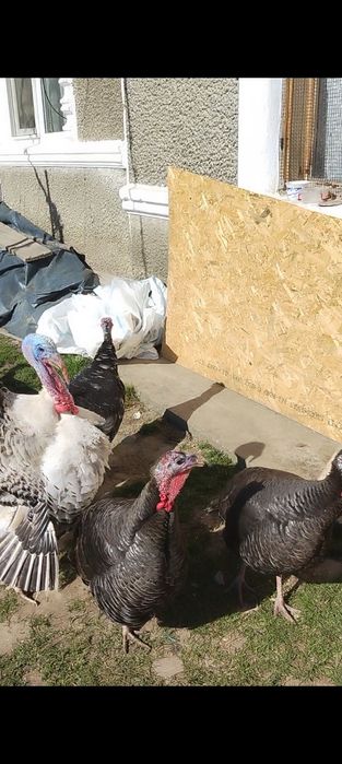 Cruci de țară mari foarte bune pentru clocit