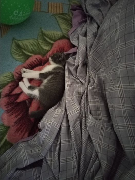 Отдам котенка в добрые руки