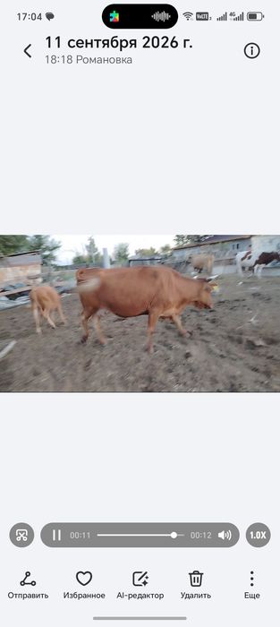 Продам доиную карову