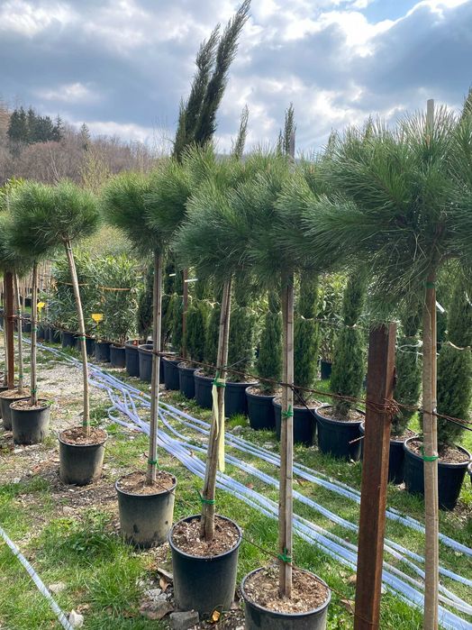 Plante Ornamentale pentru Spatii Verzi