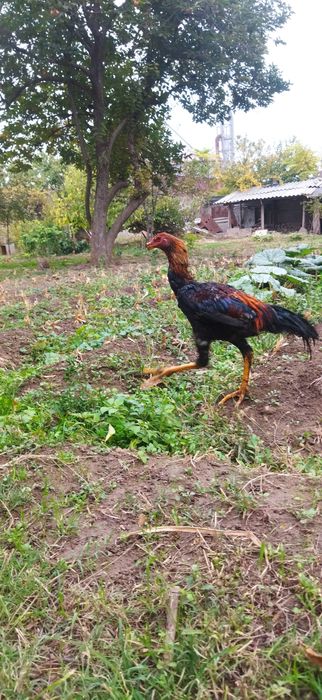 Dakan joʻja sotiladi