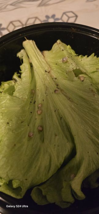 Улитка боллари ва тухуми