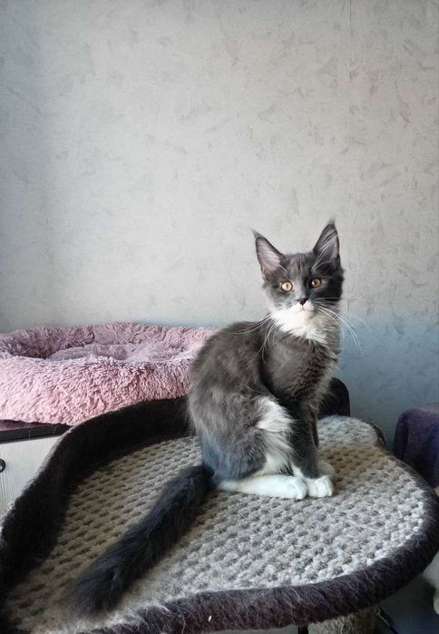 Продаётся котёнок мейн кун!