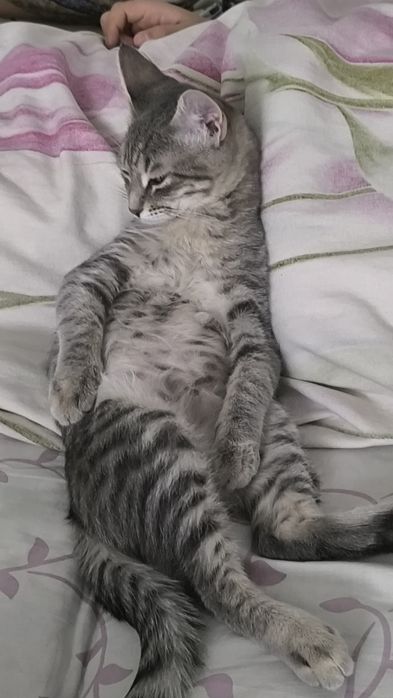 Отдадим котят в хорошие руки