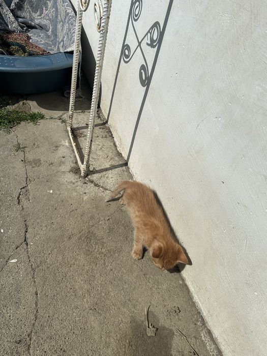 Ofer spre adoptie 4 pisoiasi  mancaciosi si frumosi