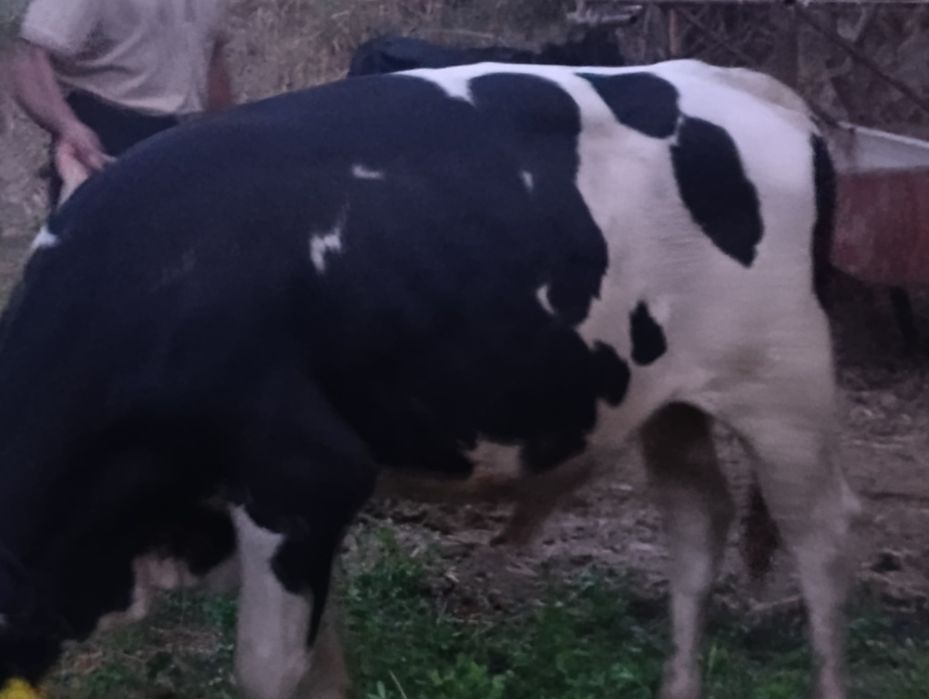 Simentalga Gibrid buqa sotiladi