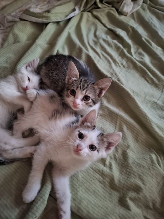 Котята ,девочки,