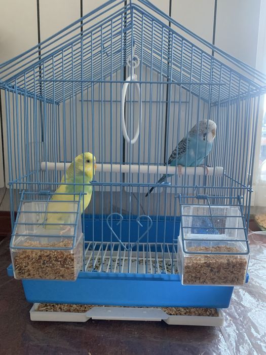 Попугай самка саметщ