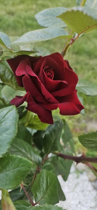 Trandafiri pomisor la oferta inaltime 1.5-1.6m calitate 1 cu rodire