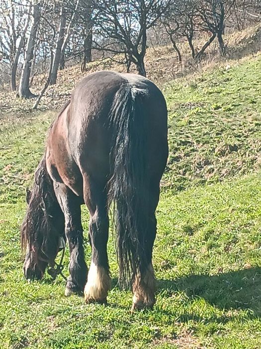 De vânzare,cal castrat în vârstă de 14 ani!