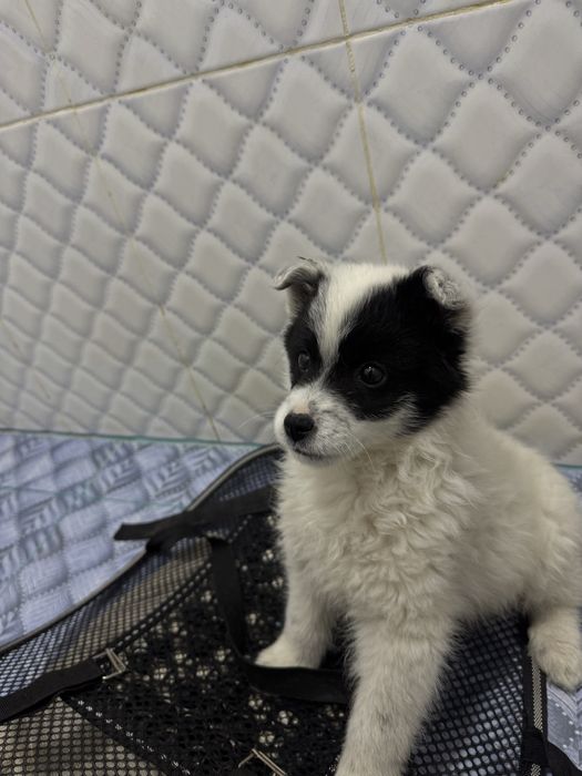 продается щенок,Помесь шпица