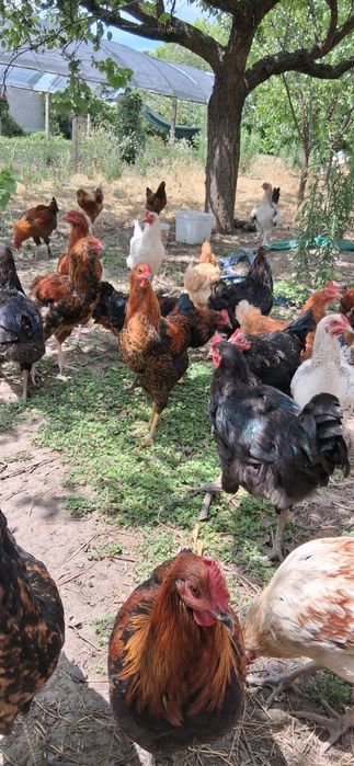 Продавам петли млади