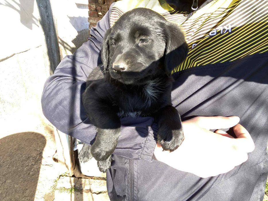 Кученца Кокерчета