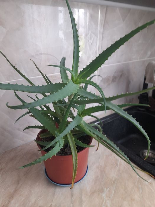 Продам комнатный,,Алоэ "