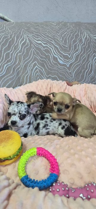 Красивые малыши Чихуахуа