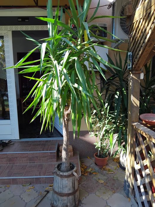 Palmier ornamental iuca