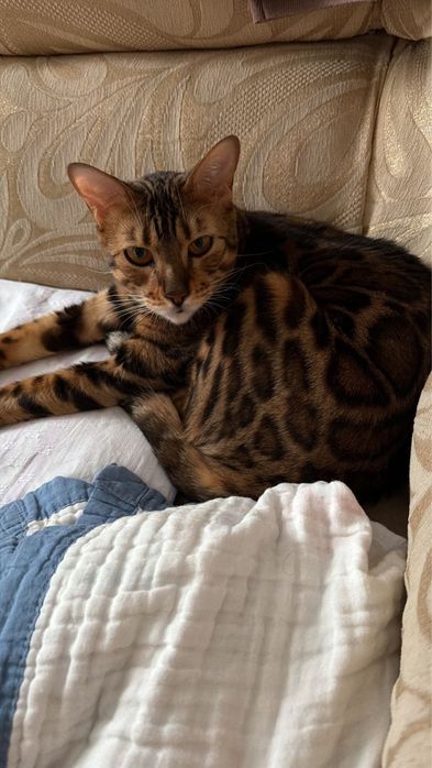 Продам Бенгальскую кошку