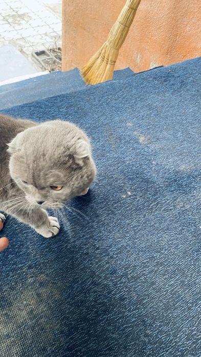 Шотладская вислоухая кошка