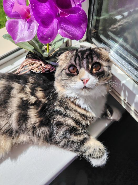 Продам котёнка вислоухий