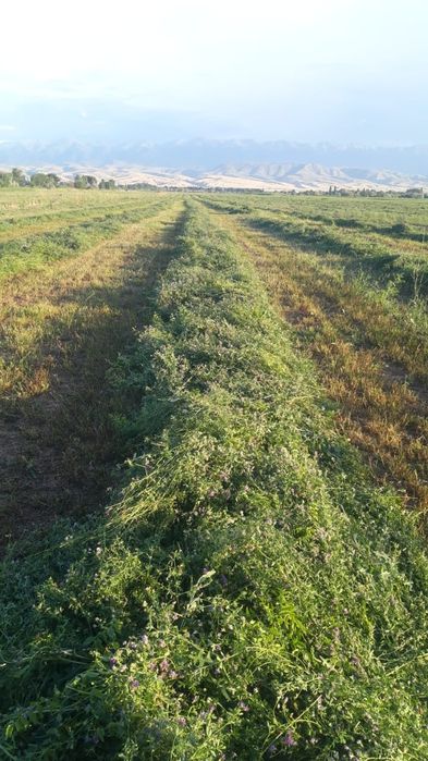 Люцерно сено жонышка