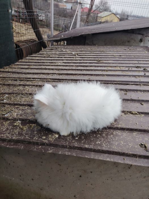 Vând iepuri diferite rase