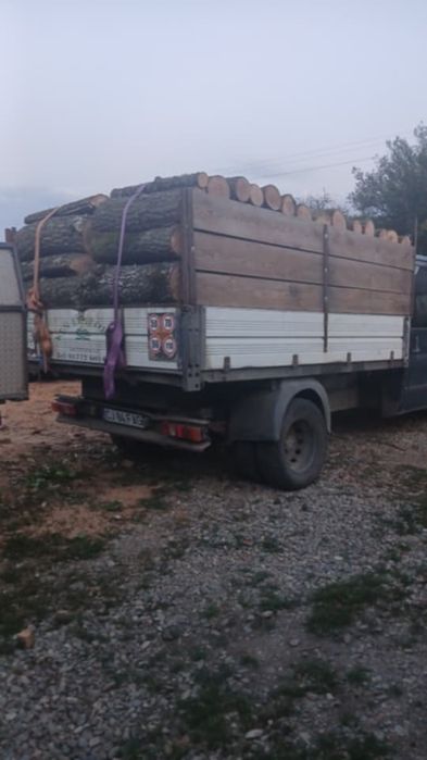 Stejar si carpen