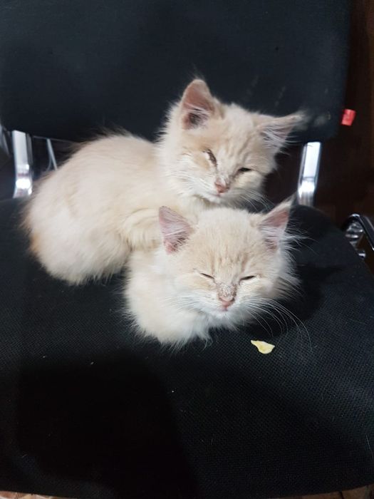 Ласковые нежные котята в добрые руки