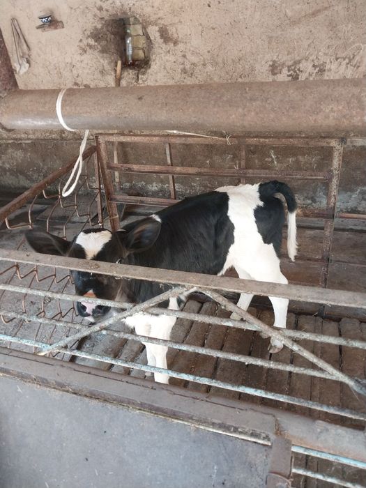 sigir sotiladi сигир