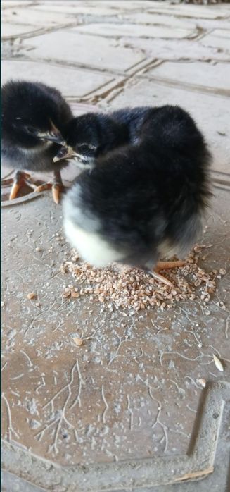 Gigant Qora Shahzoda Joʻjalari Sotuvda — Sog‘lom va Sifatli!