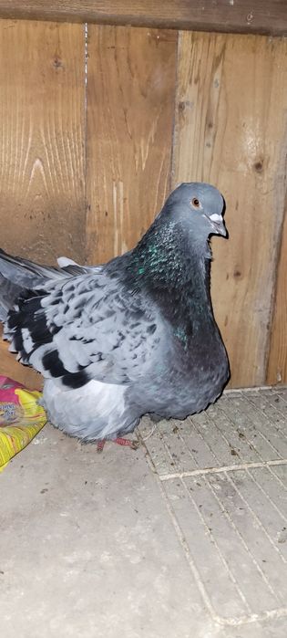 Porumbei mondaini francez