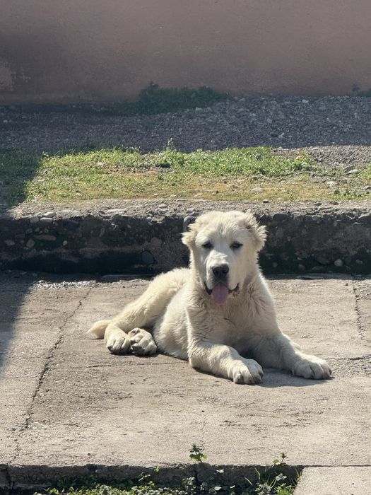 Продаеться алабай